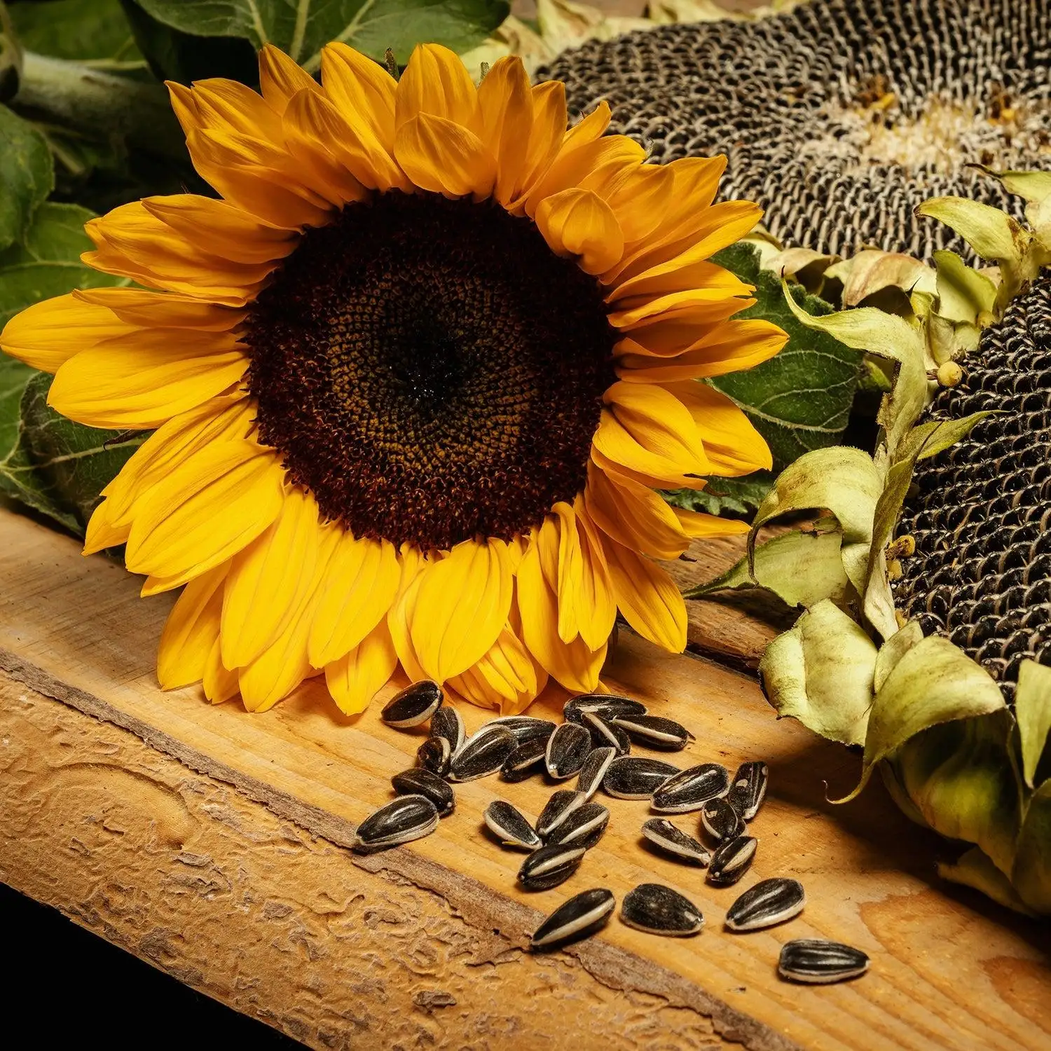 Benefits of sunflower seeds