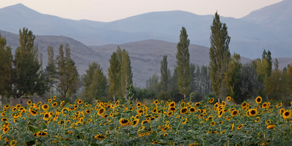تخمه آفتابگردان در خوی