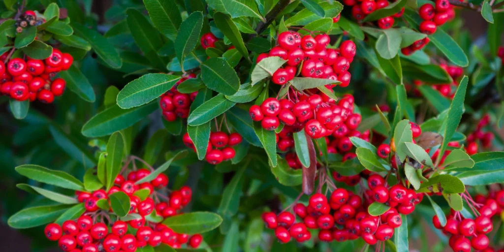 Bear berries